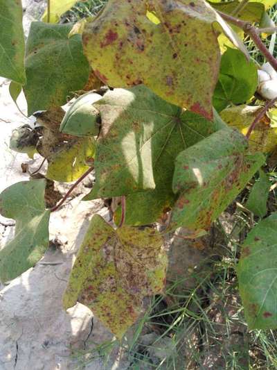 Calcium Deficiency - Cotton