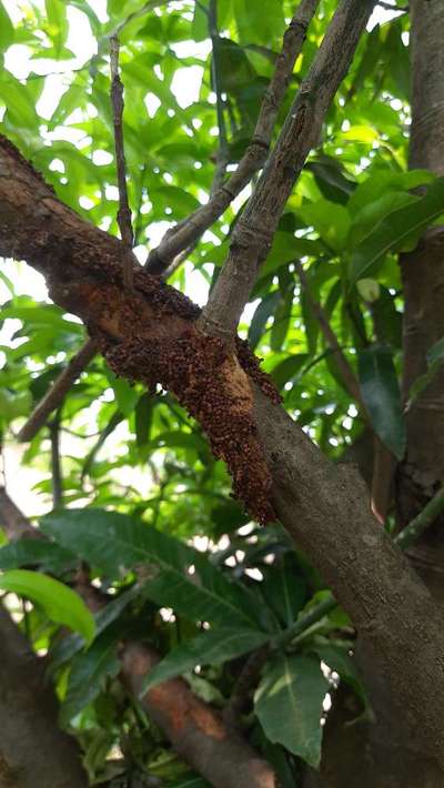 Fruit Tree Bark Beetle - Mango