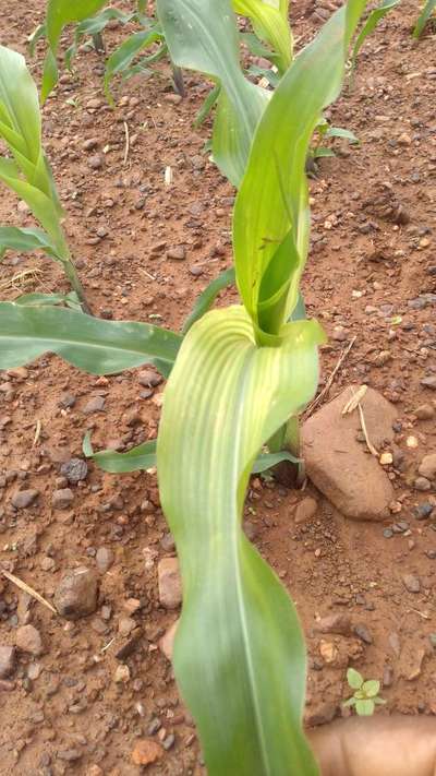 ಮೆಗ್ನೀಸಿಯಮ್ ಕೊರತೆ - ಮೆಕ್ಕೆ ಜೋಳ