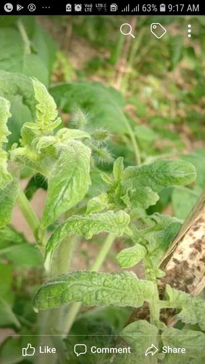 Spider Mites - Tomato