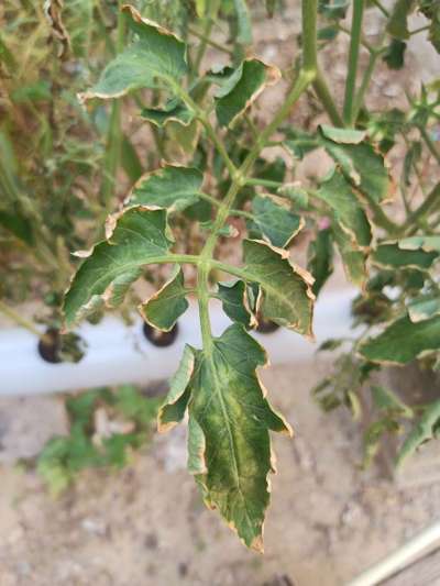 Potassium Deficiency - Tomato