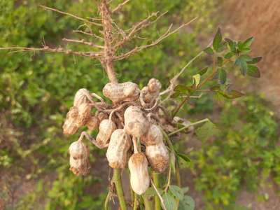 Foot and Collar Rot - Peanut