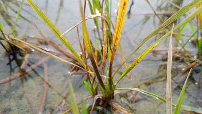 Brown Spot of Rice - Rice