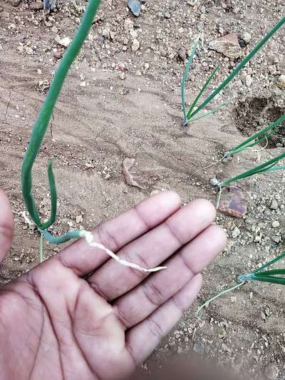 తెల్ల కుళ్ళు తెగులు - ఉల్లిపాయ