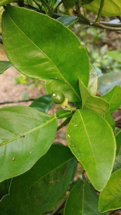 పేను బంక - నిమ్మజాతి