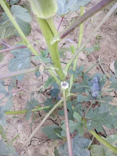 রূপালীসাদা মাছি - ঢেঁড়শ