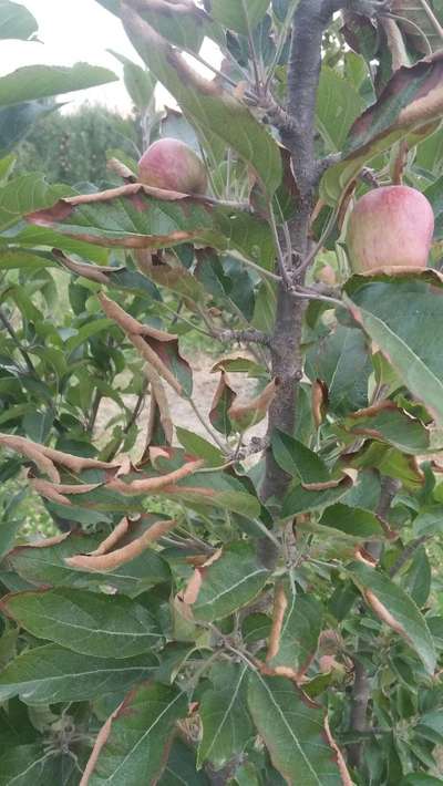 Potassium Deficiency - Apple