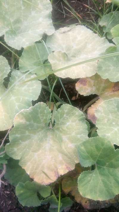 Calcium Deficiency - Pumpkin