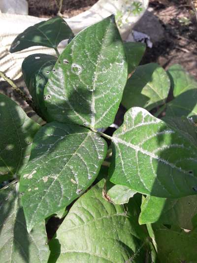 Powdery Mildew - Bean