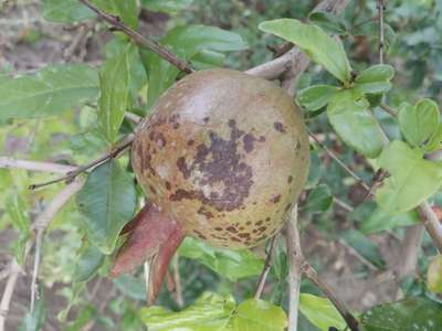 ದಾಳಿಂಬೆಯ ಆಂತ್ರಾಕ್ನೋಸ್ - ದಾಳಿಂಬೆ