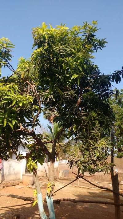 Boron Deficiency - Mango