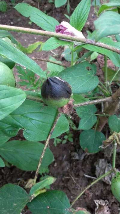 Dusty Cotton Stainer - Cotton