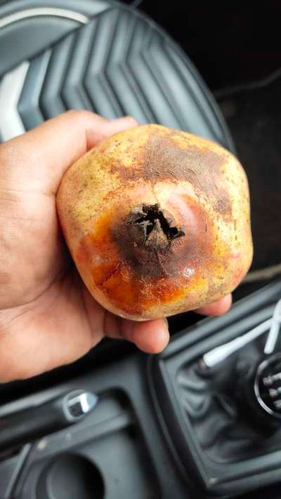 Bacterial Blight of Pomegranate - Pomegranate