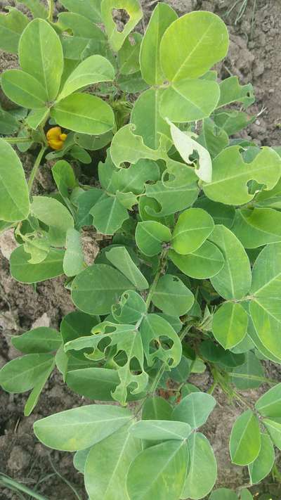 Tobacco Caterpillar - Peanut