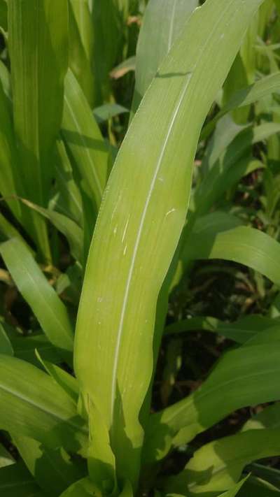 Boron Deficiency - Maize