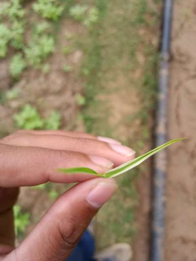 Manganese Deficiency - Rice