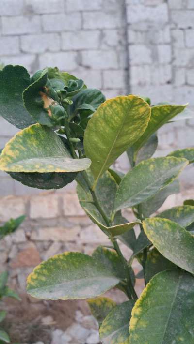 Citrus Variegated Chlorosis - Citrus