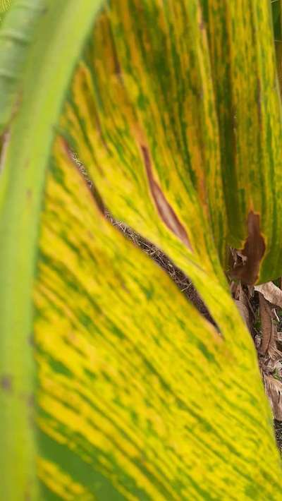 Cucumber Mosaic Virus on Banana - Banana