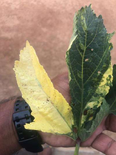 Leaf Variegation - Okra