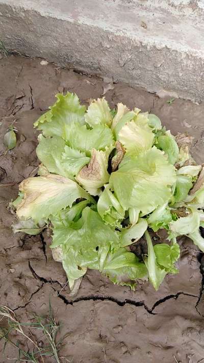 Botrytis Blight in Lettuce - Lettuce