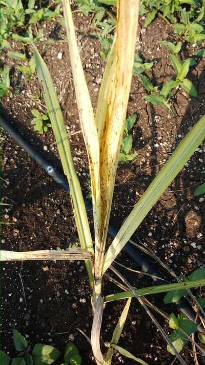 Banana Fruit-Scarring Beetle - Sugarcane