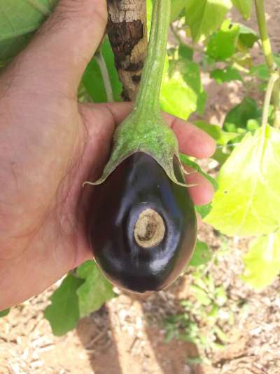 Podridão dos Frutos - Berinjela