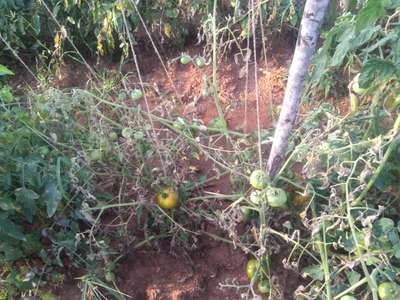 Bacterial Wilt - Tomato