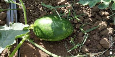 Watermelon Mosaic Virus - Melon