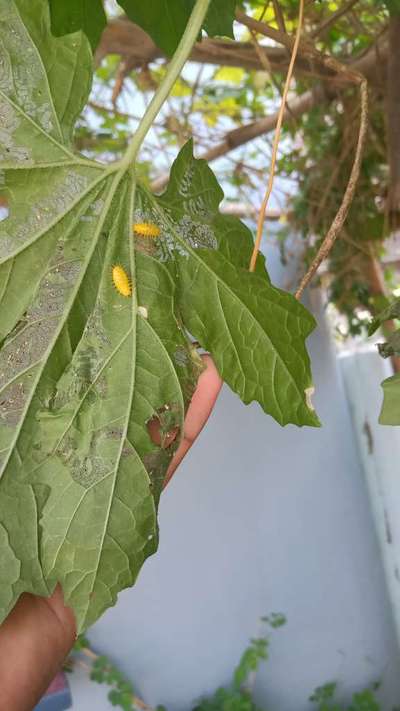 Hadda Beetle - Grape