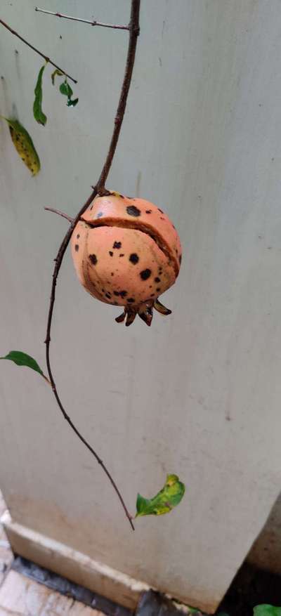 Bacterial Blight of Pomegranate - Pomegranate