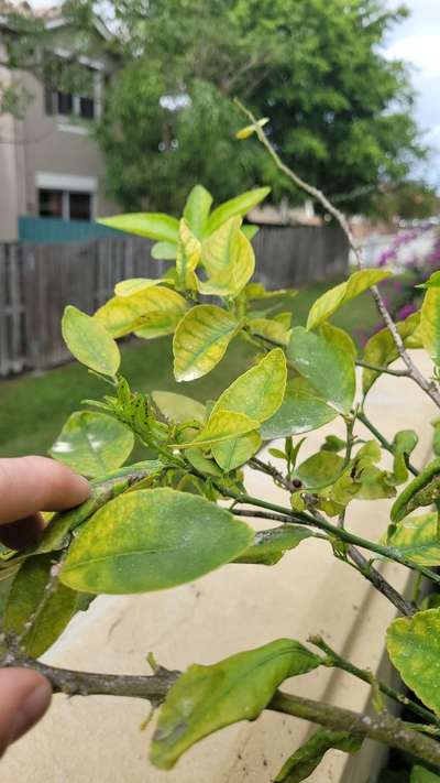 Citrus Greening Disease - Citrus