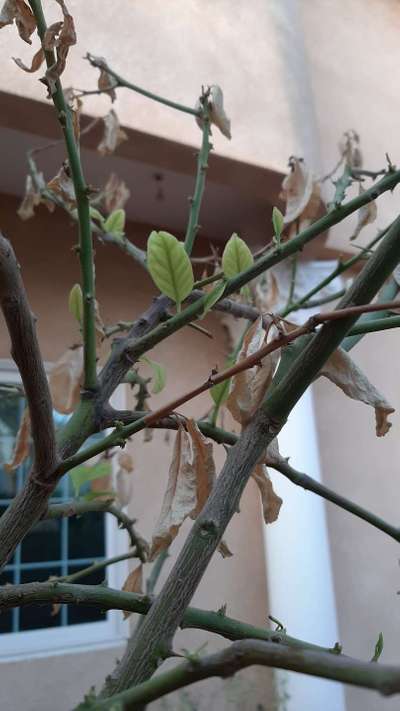 Dieback of Stone Fruit - Citrus