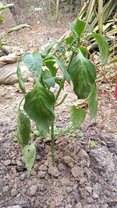 Fusarium Stem Rot - Capsicum & Chilli