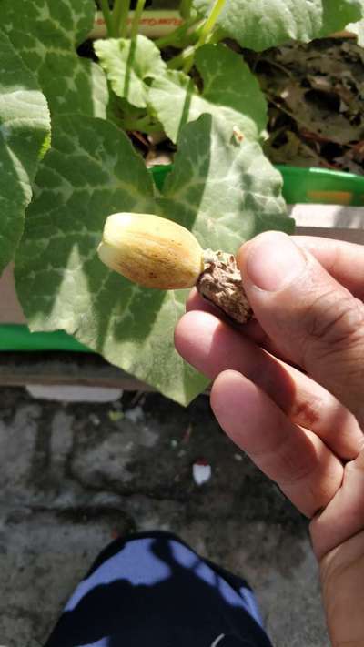 Boron Deficiency - Pumpkin