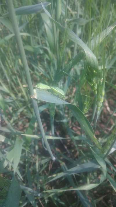 Stink Bugs on Maize, Millet and Sorghum - Wheat