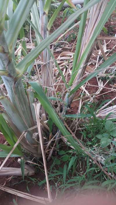 Potassium Deficiency - Sugarcane