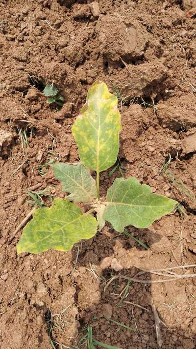 Whiteflies - Brinjal