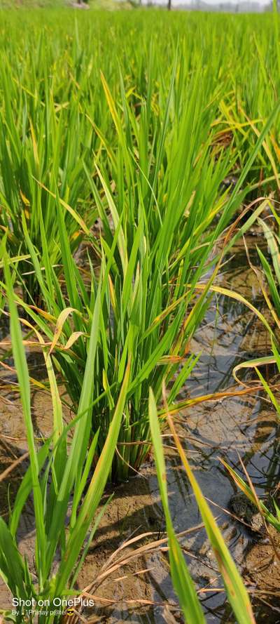 Brown Spot of Rice - Rice