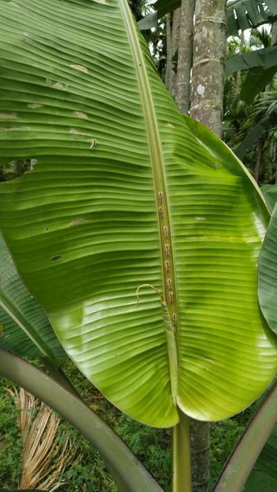 Bag Worm - ಬಾಳೆಹಣ್ಣು