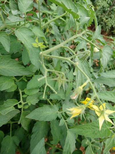 Whiteflies - Tomato