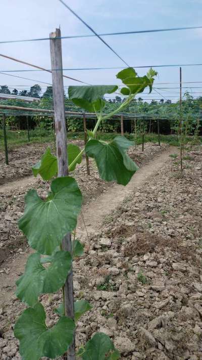 কুমড়া ফসলের কাণ্ডের গামি ঝলসানো রোগ - শসা