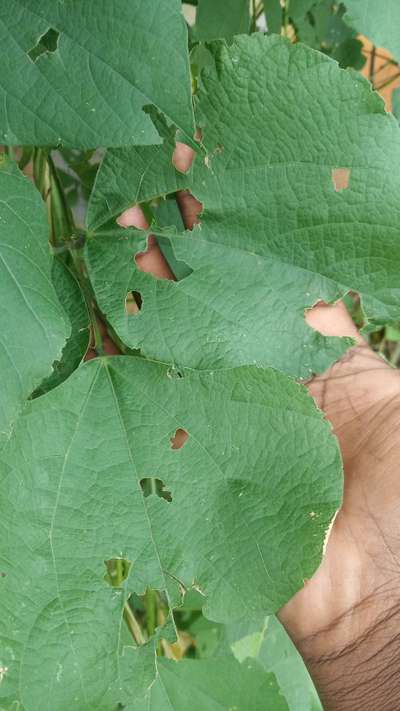 Tobacco Caterpillar - Black & Green Gram