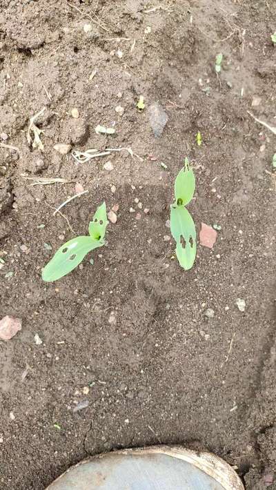 Spotted Stemborer - Maize