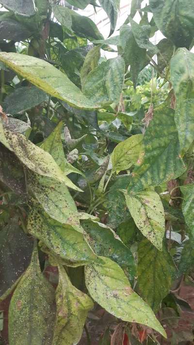 Whiteflies - Capsicum & Chilli