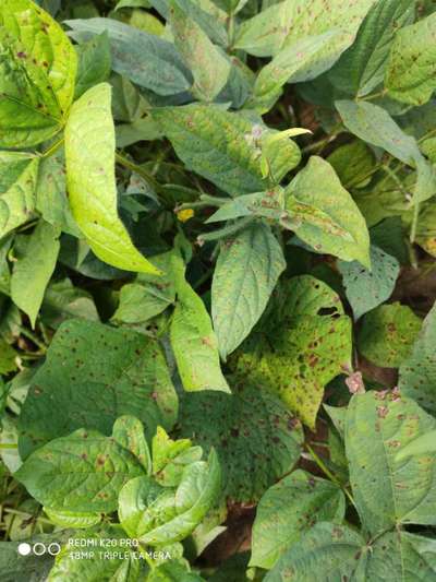 Cercospora Leaf Spot of Legumes - Black & Green Gram