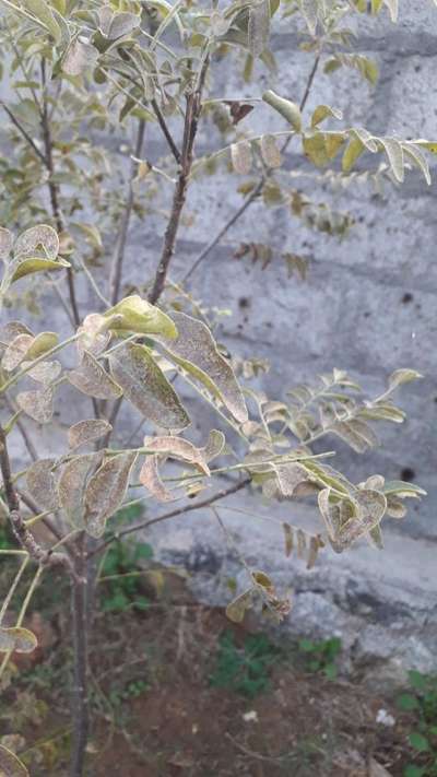 Citrus Hindu Mite - Lentil