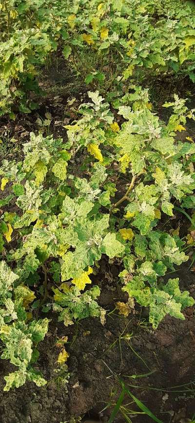 Powdery Mildew - Brinjal