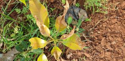 ಪಪ್ಪಾಯ ಮತ್ತು ಮಾವಿನ ಚುಕ್ಕೆ ರೋಗ (ಆಂಥ್ರಾಕ್ನೋಸ್) - ಮಾವು