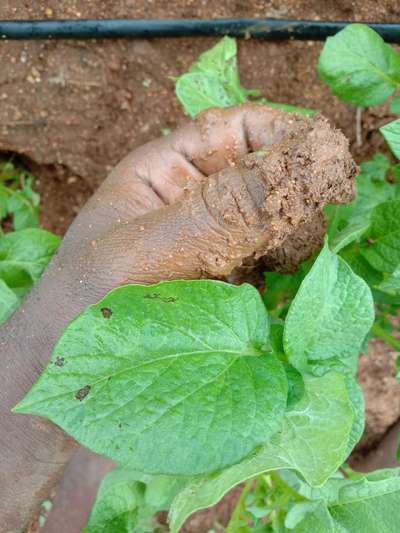 Early Blight - Potato