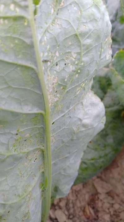রূপালীসাদা মাছি - ফুলকপি